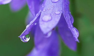 purple bell flower with morning dew drops close-up on green background