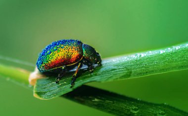 Leaf beetle close-up of a drop of dew on a green leaf