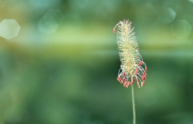 spike of grass close up on a green background