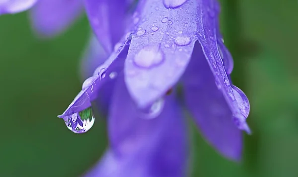 Purple Bell Flower Morning Dew Drops Close Green Background — Stock Photo, Image