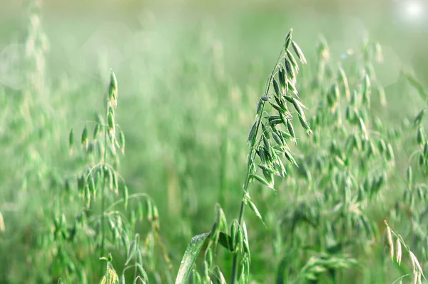 Oat field close up. Green oats field swaying on the blurred background