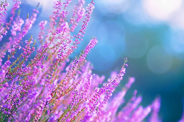 Blooming Wild Fairy Blue Common Heather Calluna Vulgaris Nature Floral — Stockfoto