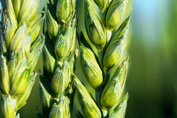 Green Wheat Macro Field 스톡 사진