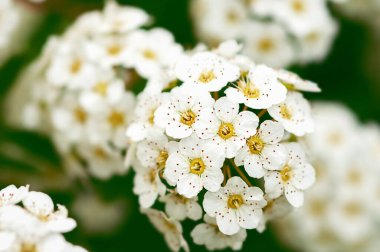 white flowers of the weigela bush close-up