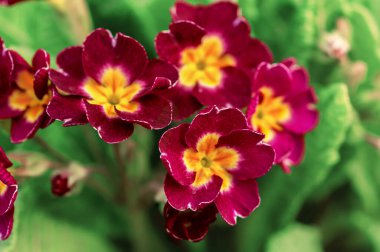 a bouquet of red spring flowers on a green background