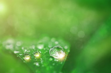  drops of water on a blade of grass