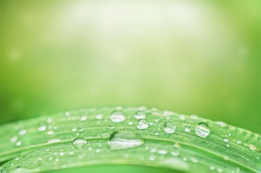 Çimenlerin üzerine damlalar düşer. Yeşil arka planda kapanır.