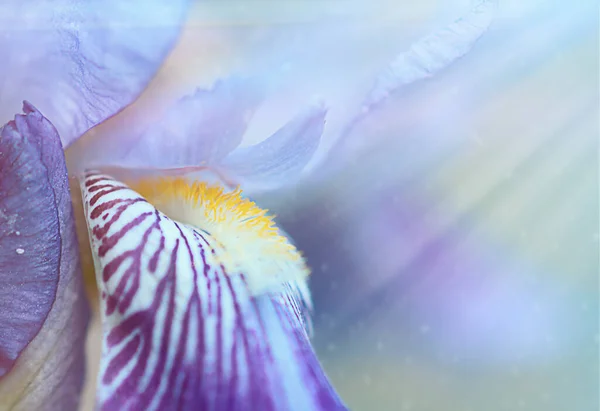 Wildflower Blue Iris Close Beautiful Abstract Background — Stock Photo, Image