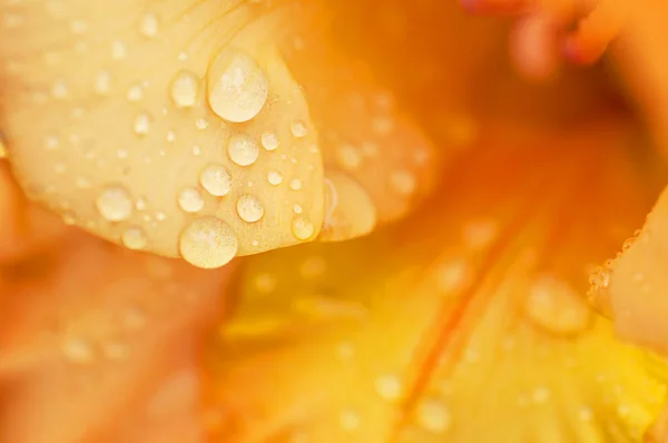 Orange Gladiolus Raindrops Macro Photo Abstract Floral Background — Stock Photo, Image