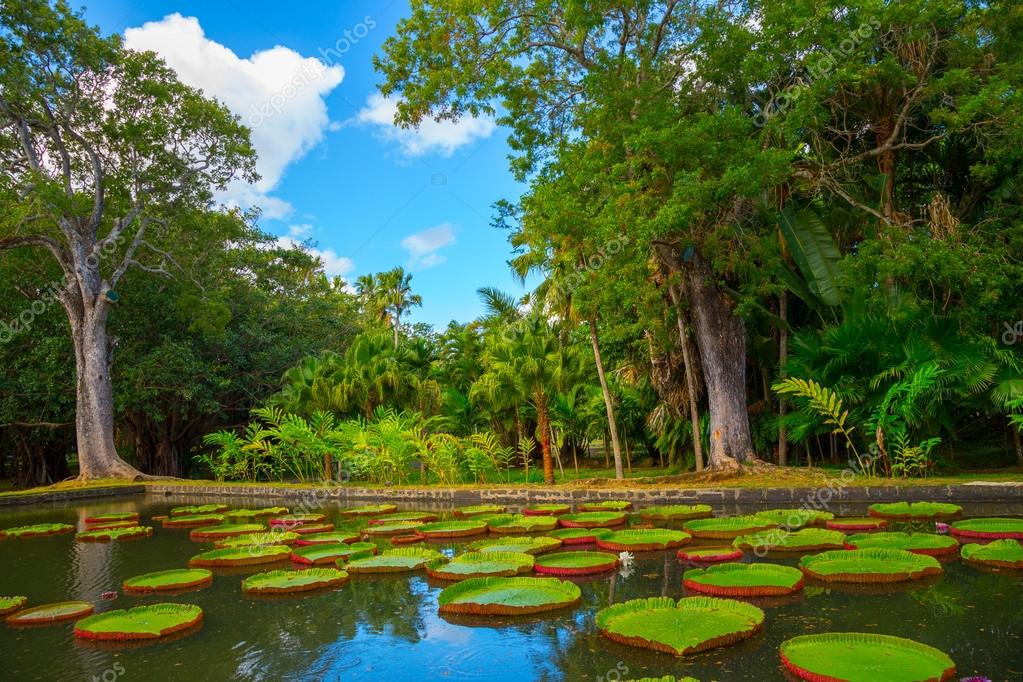 Huge lily pads "Amazonian Victoria" in the park Stock Photo by