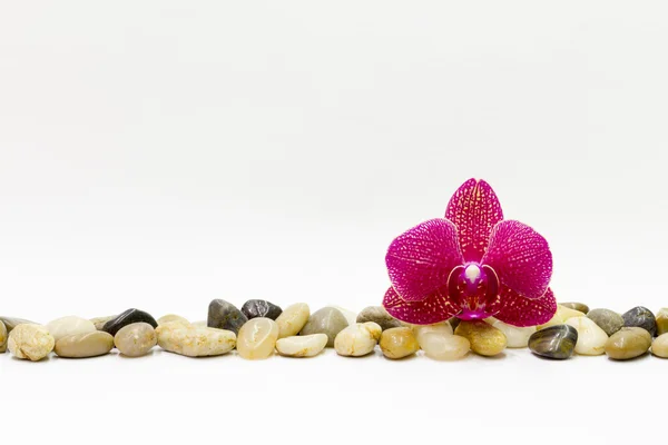 Pebble and orchid — Stock Photo, Image