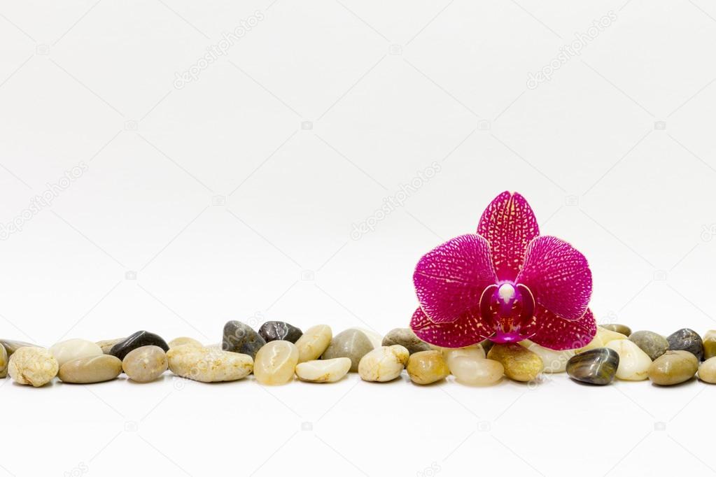 pebble and orchid