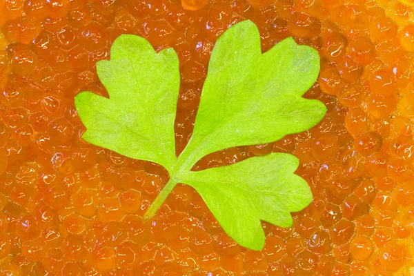 Feuilles de coriandre et caviar rouge — Photo