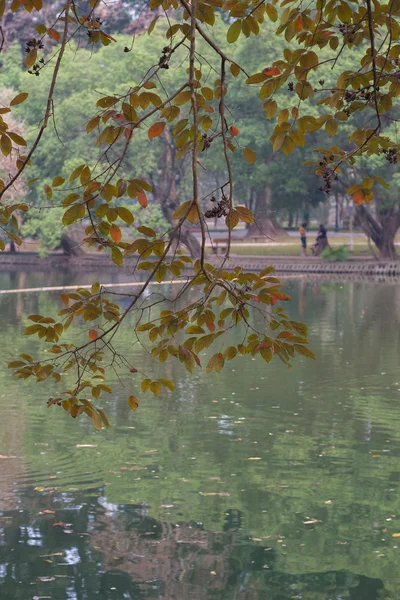 池の近くの木の枝 — ストック写真