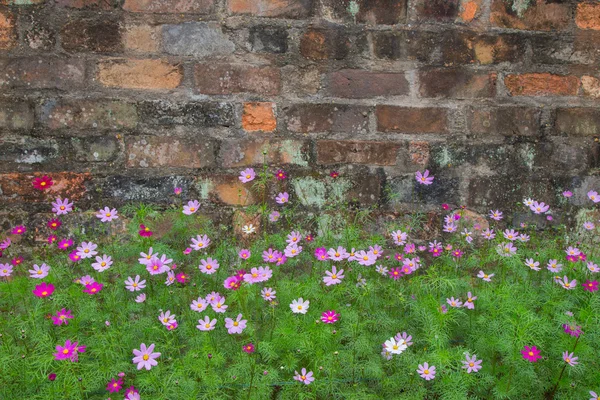 Bir tuğla duvar çiçek — Stok fotoğraf