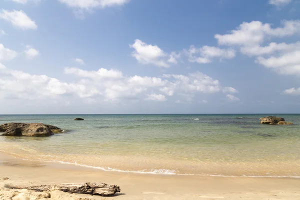 与树干的海景 — 图库照片