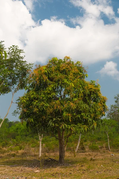 Árbol de mango — Foto de Stock