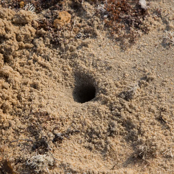 Granchio di sabbia casa — Foto Stock