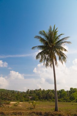 Hindistan cevizi avuç içi phu quoc