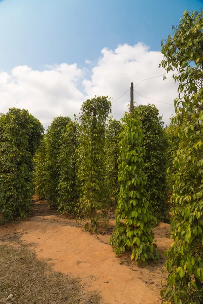 Pepper plantation, Vietnam — Stock Photo, Image