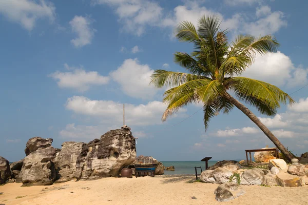 Pohon kelapa di kafe pantai — Stok Foto