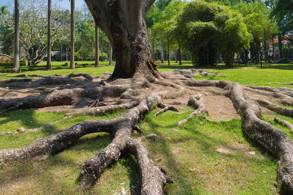 Silný kořenový strom na zeleném trávníku — Stock fotografie