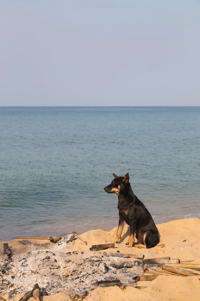 Dog in extinct bonfire on the beach — Stock Photo, Image