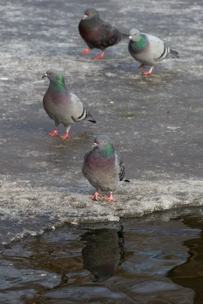 Duiven met gekleurde nek en rode poten lopen op ijs — Stockfoto