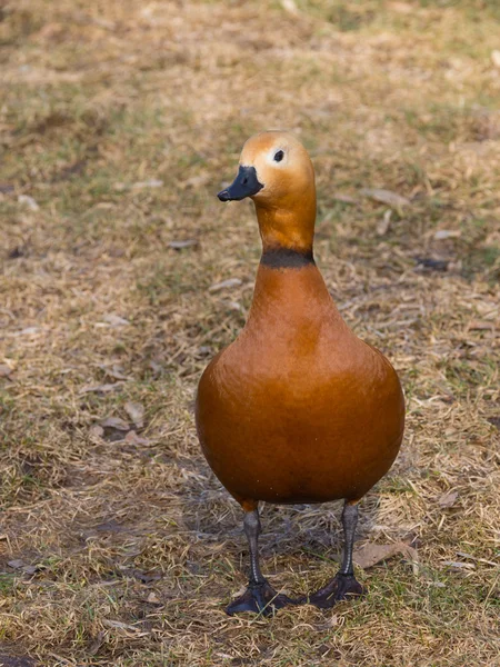 Röd anka med mörk hals och svart näbb — Stockfoto