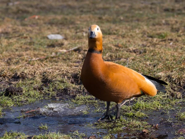 Red duck with  black beak looks ahead — Stock Photo, Image