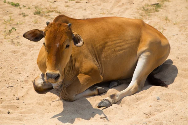 Рыжая корова — стоковое фото