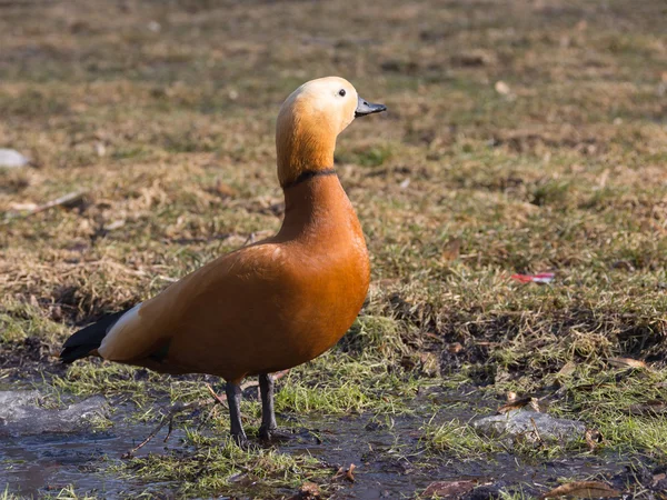 Red duck with dark neck and a black beak walks — Stock Photo, Image
