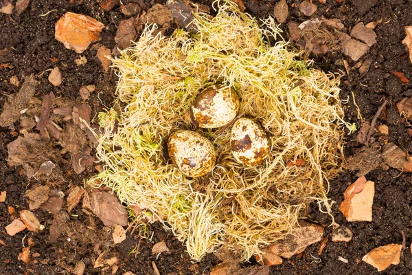 Nest and eggs — Stock Photo, Image