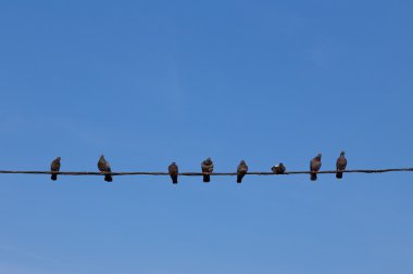 Güvercinler tel üzerinde