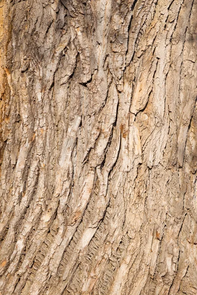 Textura da casca da árvore — Fotografia de Stock