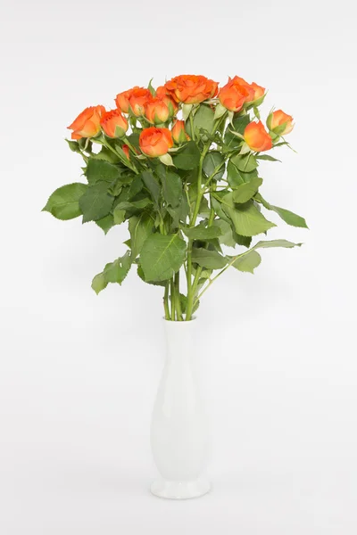 Orange roses — Stock Photo, Image