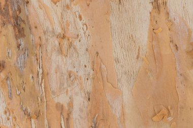 Tedavi öncesi papirüs