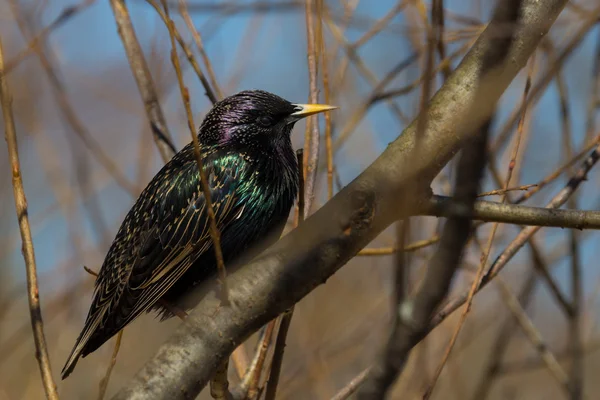 Starling on a branch — Stock Photo, Image