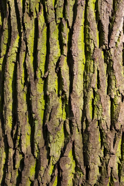 Textura árbol de hoja caduca —  Fotos de Stock