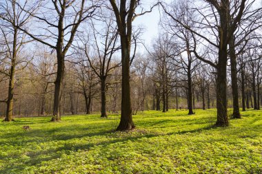 parlak yeşil çimen