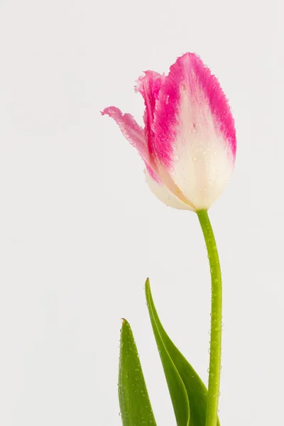 Růžová Tulipán — Stock fotografie