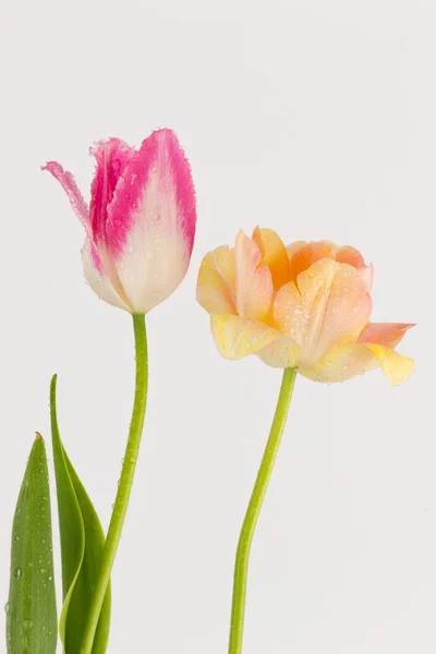 Rosa und Pfirsich Tulpen — Stockfoto