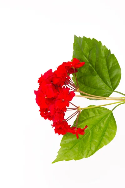 Géranium rouge et feuilles vertes — Photo