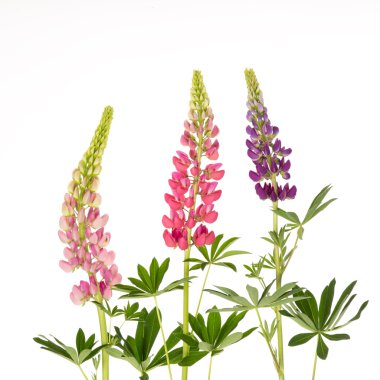 güzel renkli çiçekler lupine