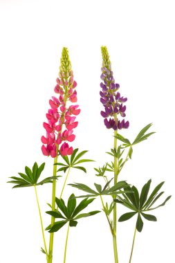 güzel çiçekler lupine