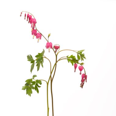 pembe çiçekler