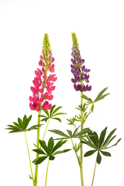 Beautiful flowers lupine — Stock Photo, Image