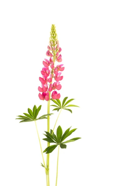 Rosa Blütenlupine — Stockfoto