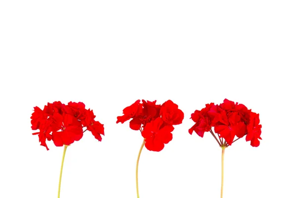 Flor de gerânio vermelho — Fotografia de Stock