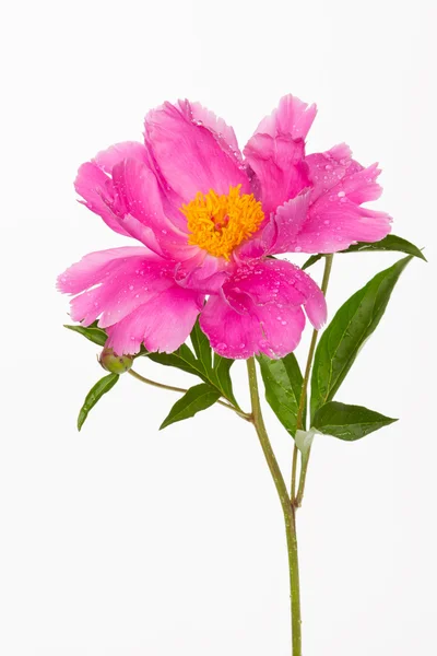 Belle fleur de pivoine rose — Photo